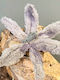 Weihnachtszweig Blume Flauschig Grau 22*10cm