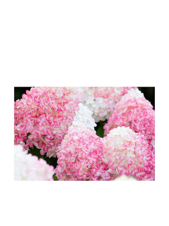 Hydrangea 'pink & Rose' 19cm