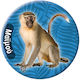 Runder Magnet Tiere 6 Affen