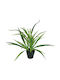 Ficus Lyrata Potted Plant 43cm