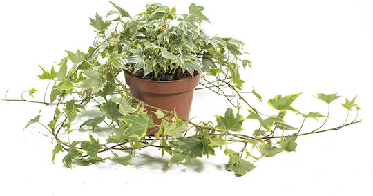 Efeu Hedera Helix Gelber Ripple Efeu Hedera Helix Gelber Ripple