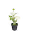 BigBuy Decorative Artificial Plant Black 36cm