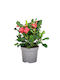 "Crown of Thorns" Euphorbia Milii Red
