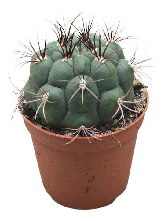 Gymnocalycium Saglionis 8.5cm