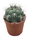 Gymnocalycium Saglionis 8,5 cm