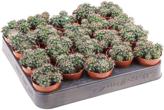 Mammillaria Hildagensis 5,5 cm
