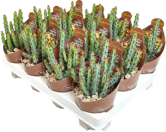 Euphorbia Aeruginosa 6.5cm Euphorbia Aeruginosa 6.5cm