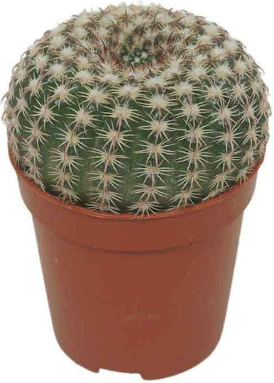Notocactus Uebelmannianus 5,5 cm
