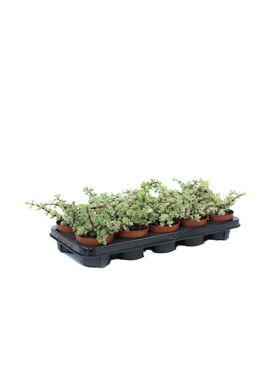 Portulacaria Afra F Variegata 10.5cm Portulacaria Afra F Variegata 10.5cm