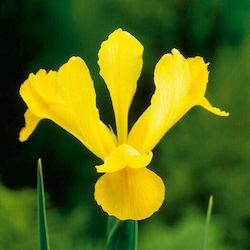 Iris Hollandica Yellow