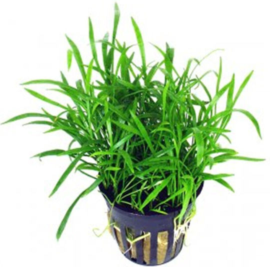 Stoffels Lebende Aquariumspflanze Lilaeopsis Lilaeopsis Novae-Ζelandiae