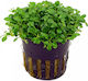 Stoffels Ζωντανό Φυτό Ενυδρείου sto10648 Glossostigma Elatinoides