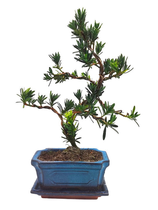 Bonsai Autentic Podocarpus Macrophyllus