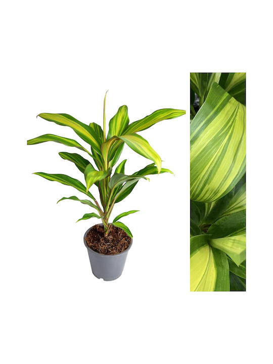 Κορδυλίνι Cordyline Fruticosa Kiwi Κορδυλίνι Cordyline Fruticosa Kiwi
