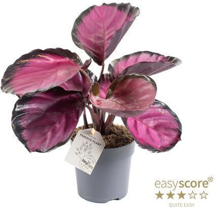 Calathea Roseopicta Rosy