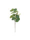 Eukalyptus 35 cm Schönheit Zuhause