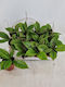 Χόγια Hoya Callistophylla Kal 16
