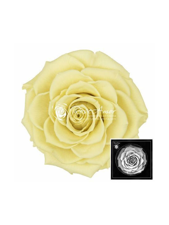 Αποχυμωμένα Τριαντάφυλλα Bonita Yellow 01