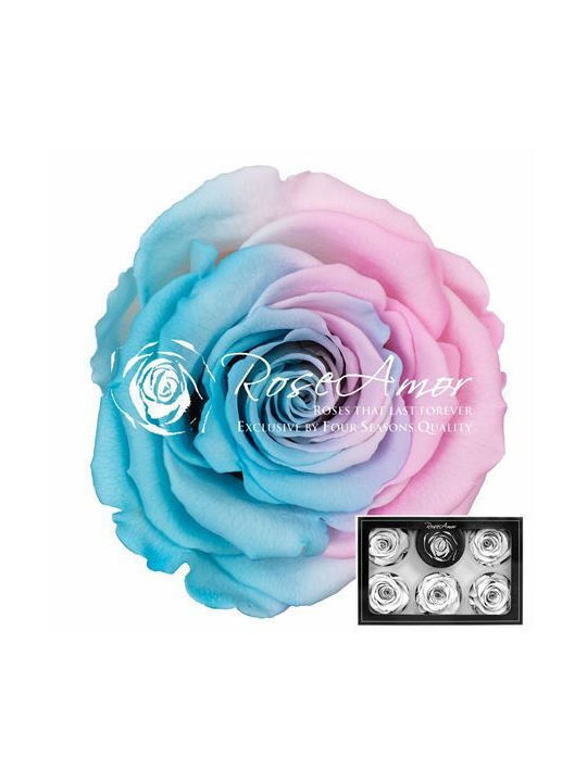 Konservierte Rosen XL Bic 40 6 Stk