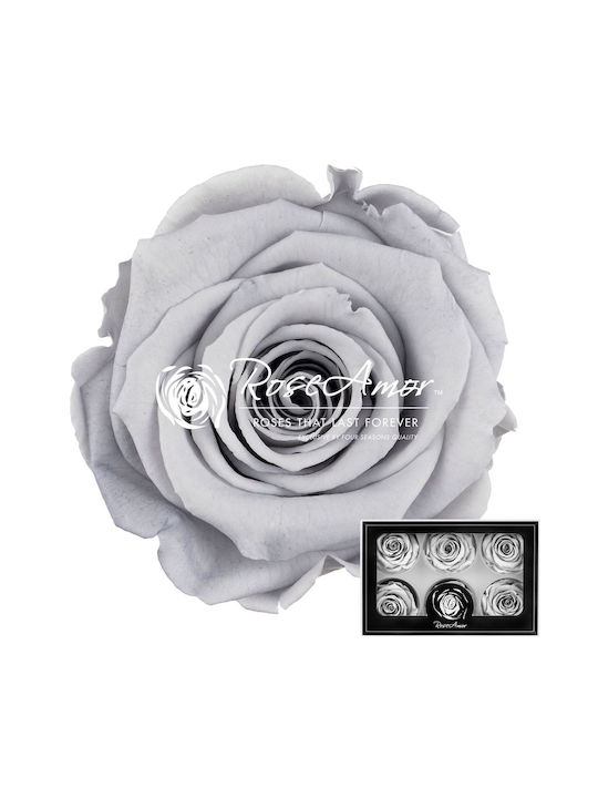 Αποχυμωμένα Τριαντάφυλλα Lplus Grey 02 6τμχ