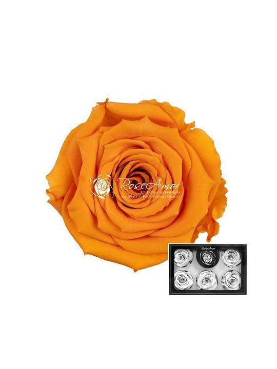 Konservierte Rosen XL Bic 12 6 Stk