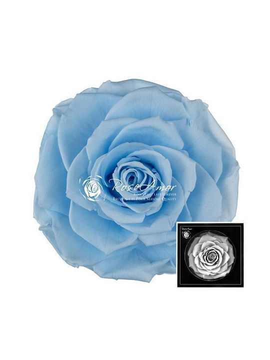 Αποχυμωμένα Τριαντάφυλλα Bonita Blue 89