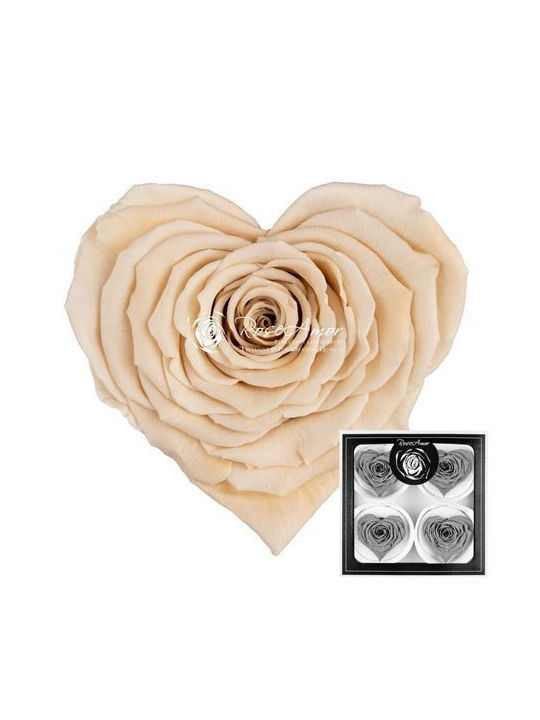 Preserved Roses Corazon Bella Champagne 01 4 Pi...