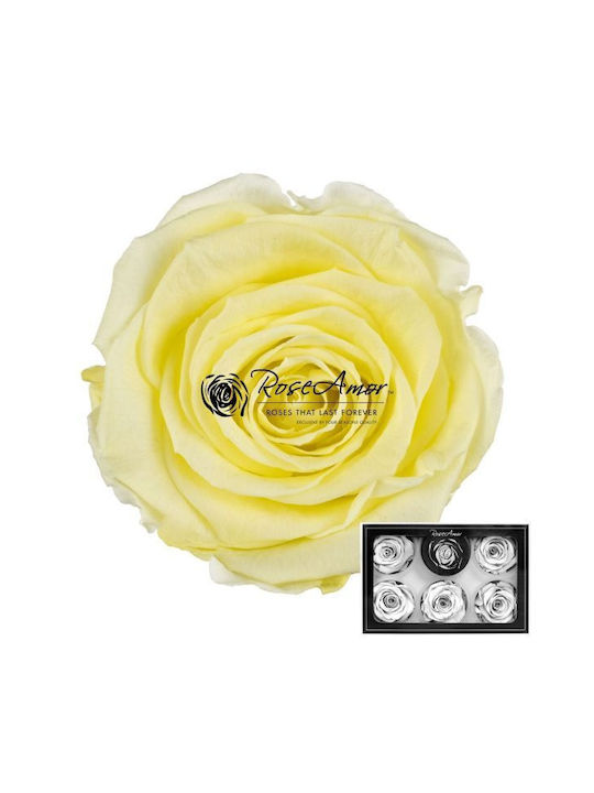 Preserved Roses XL Yellow 89 6pcs