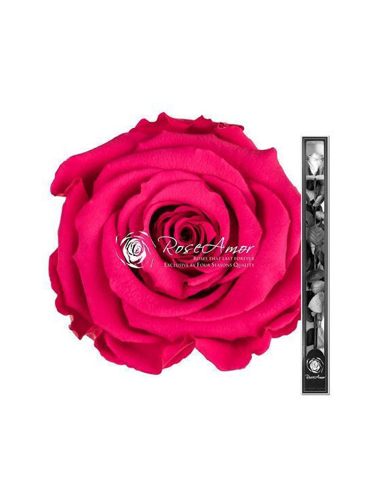 Konservierte Rosen 70cm Stiel Pink 03