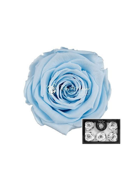 Preserved Roses XL Blue 89 6pcs