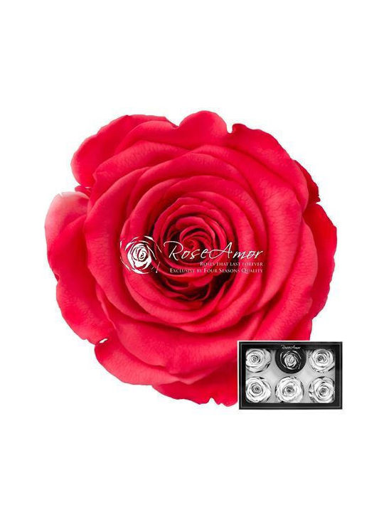 Konservierte Rosen XL Bic 10 6 Stk