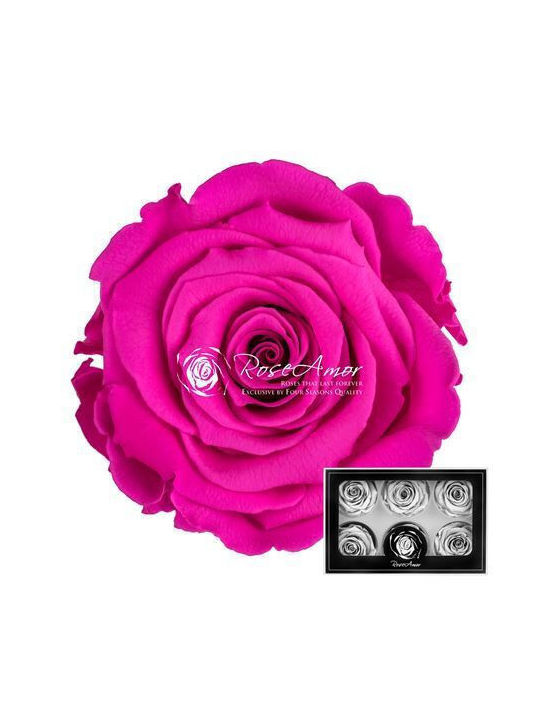 Αποχυμωμένα Τριαντάφυλλα Lplus Pink 07 6τμχ