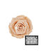 Konservierte Rosen M Pfirsich 01 12 Stk
