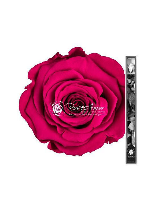 Konservierte Rosen 70cm Stiel Rosa 05