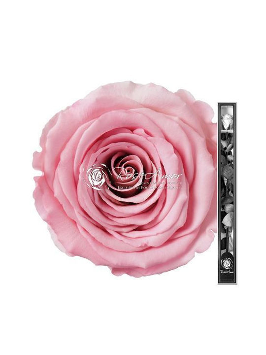 Konservierte Rosen 70cm Stiel Zweifarbig 07