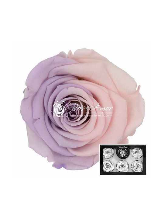 Konservierte Rosen XL Bic 27 6 Stk