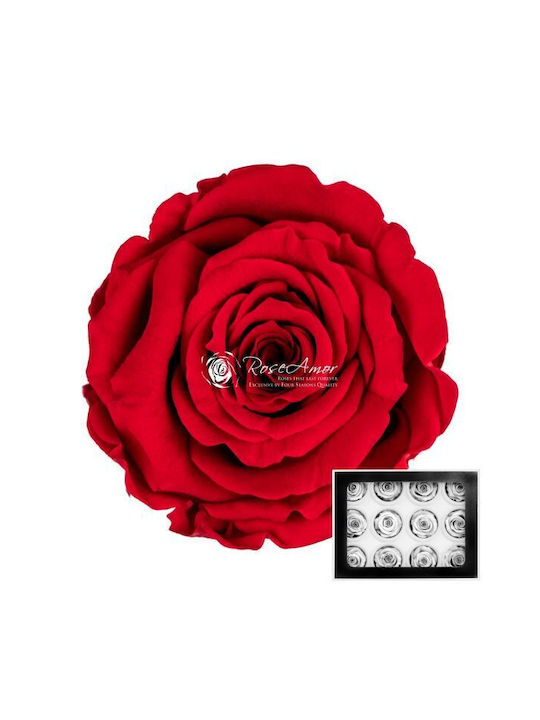 Preserved Roses Warmi Red 02 12pcs