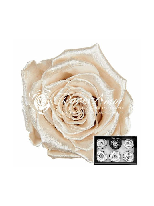 Konservierte Rosen XL Perlenweiß 04 6 Stk