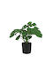 Monstera Tree Green Real Touch Planter H30cm 12/kib 04-20050