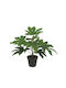 Arbore Calathea Verde Real Touch Ghiveci H35cm 24/kib 04-20045