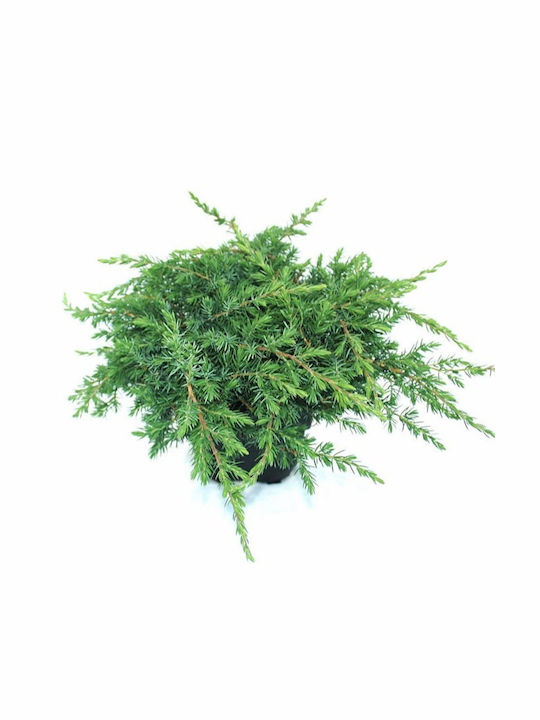 Wacholder Juniperus Conferta Schlager