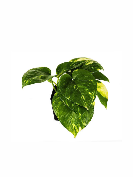 Πόθος – Epipremnum Aureum