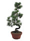 Μπονσάι Pinus Parviflora