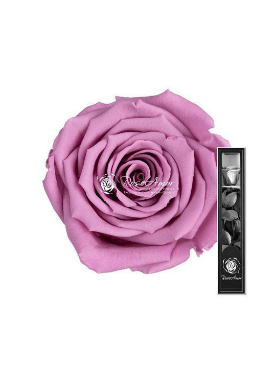 Αποχυμωμένα Τριαντάφυλλα 30cm Stem Violet 02