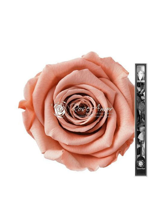 Konservierte Rosen 70cm Stiel Pfirsich 01