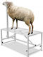 Vevor Goat Cutting Stand 21"-33" 47x23 White Scxjjbsytm47jnhgxv0
