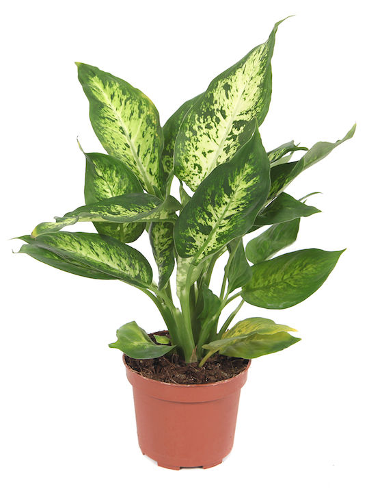 Dieffenbachia