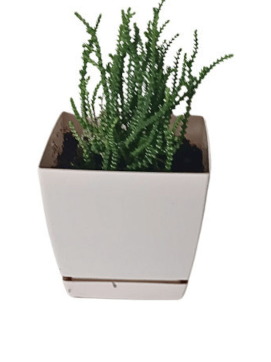 Crassula Muscosa White Planter