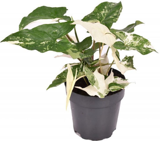 Syngonium Albo Variegata Syngonium Albo Variegata