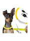 Dog Collar in Yellow color